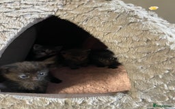 Mixed Breed cats for sale: 1 male still available  in Witney - Image 7