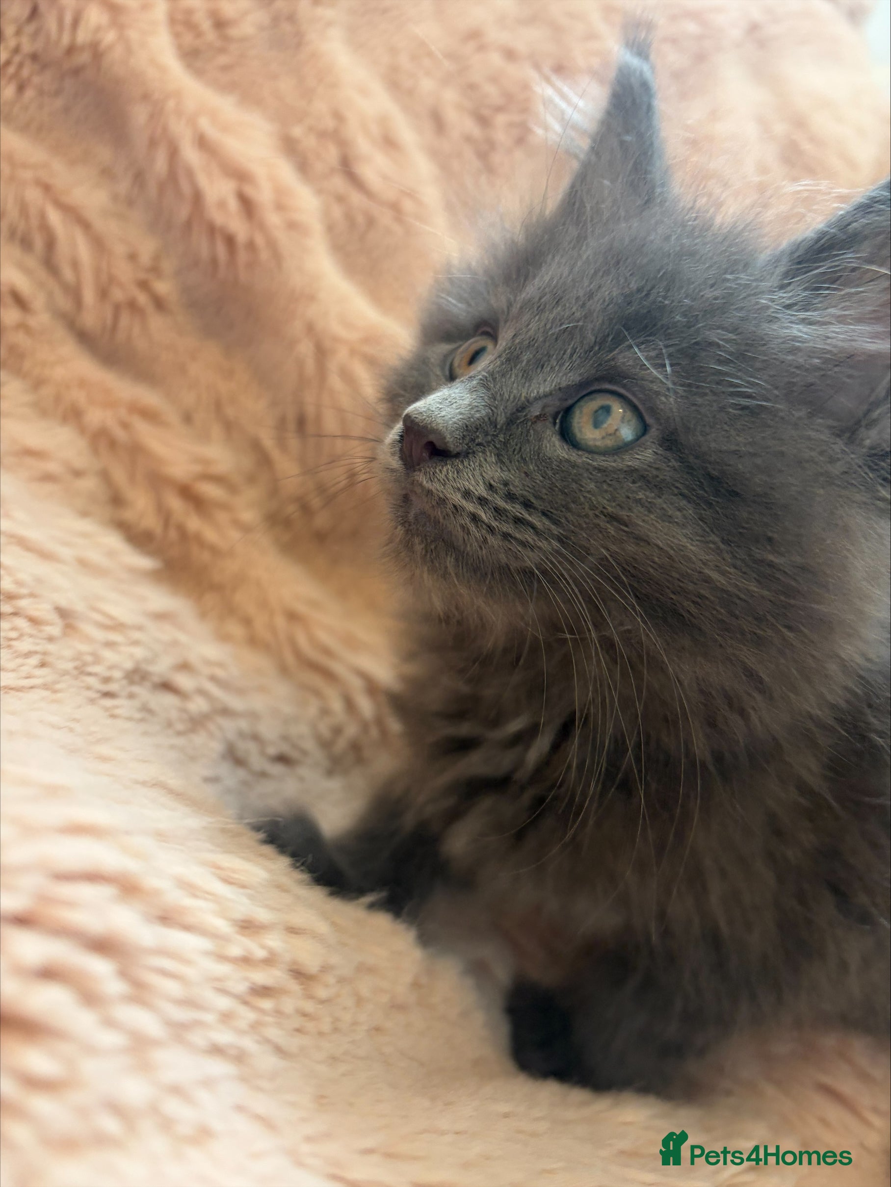 Maine Coon cats Ready Now Gorgeous TICA® Maine Coon Kittens ❤️❤️❤️ - Advert 2