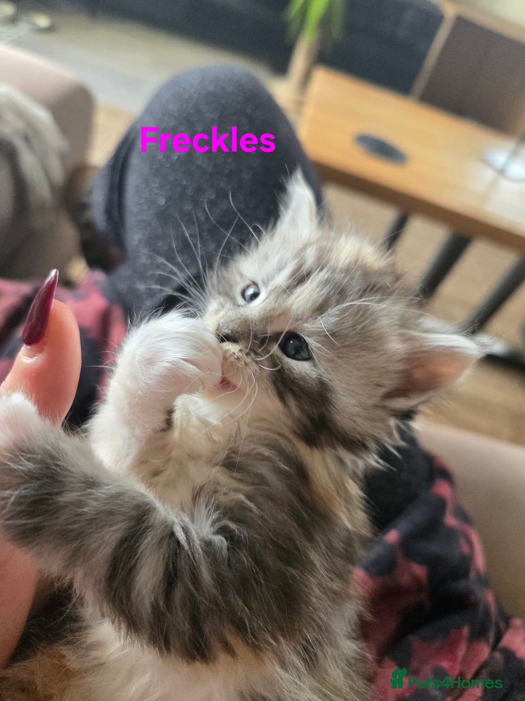 Maine Coon cats for sale: Rare Pure Breed Mainecoon Kitten - Advert 36