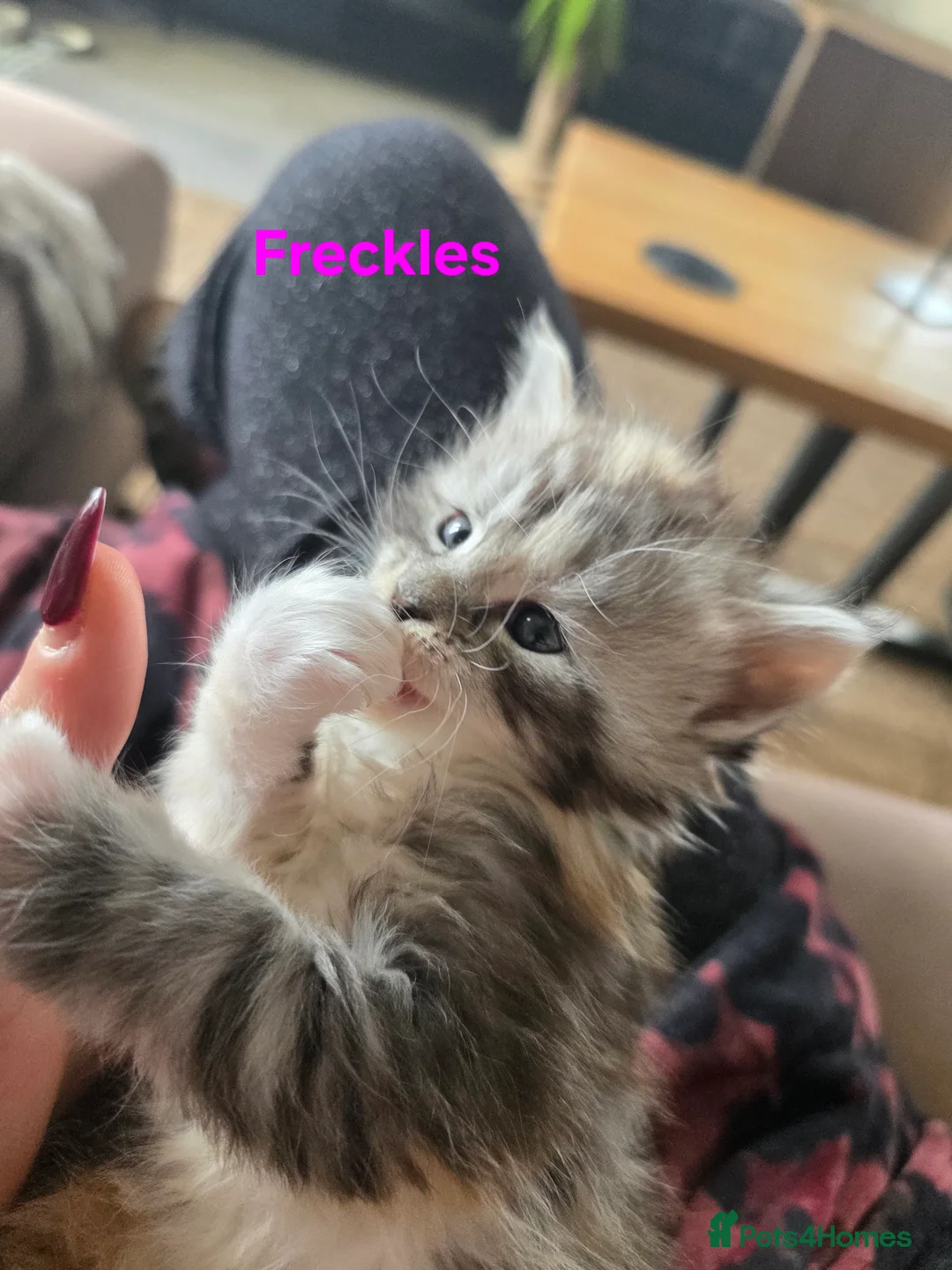 Maine Coon cats for sale: Rare Pure Breed Mainecoon Kitten - Advert 36