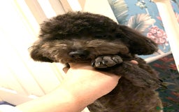 Toy Poodle dogs for sale: Asian Tiny Toy Poodle Boys (Light grey and Apricot in Romford - Image 12