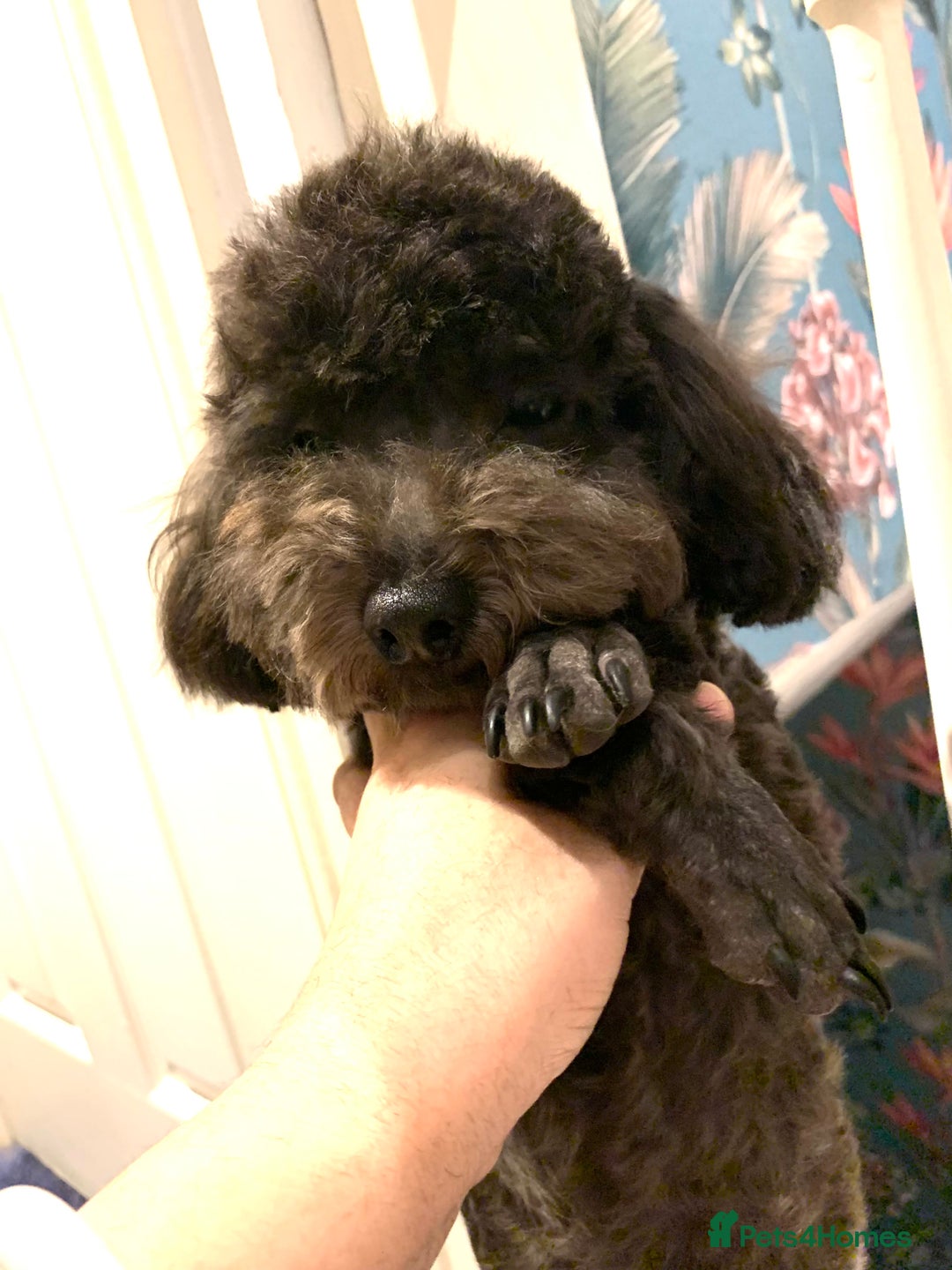 Toy Poodle dogs for sale: Asian Tiny Toy Poodle Boys (Light grey and Apricot in Romford - Image 12