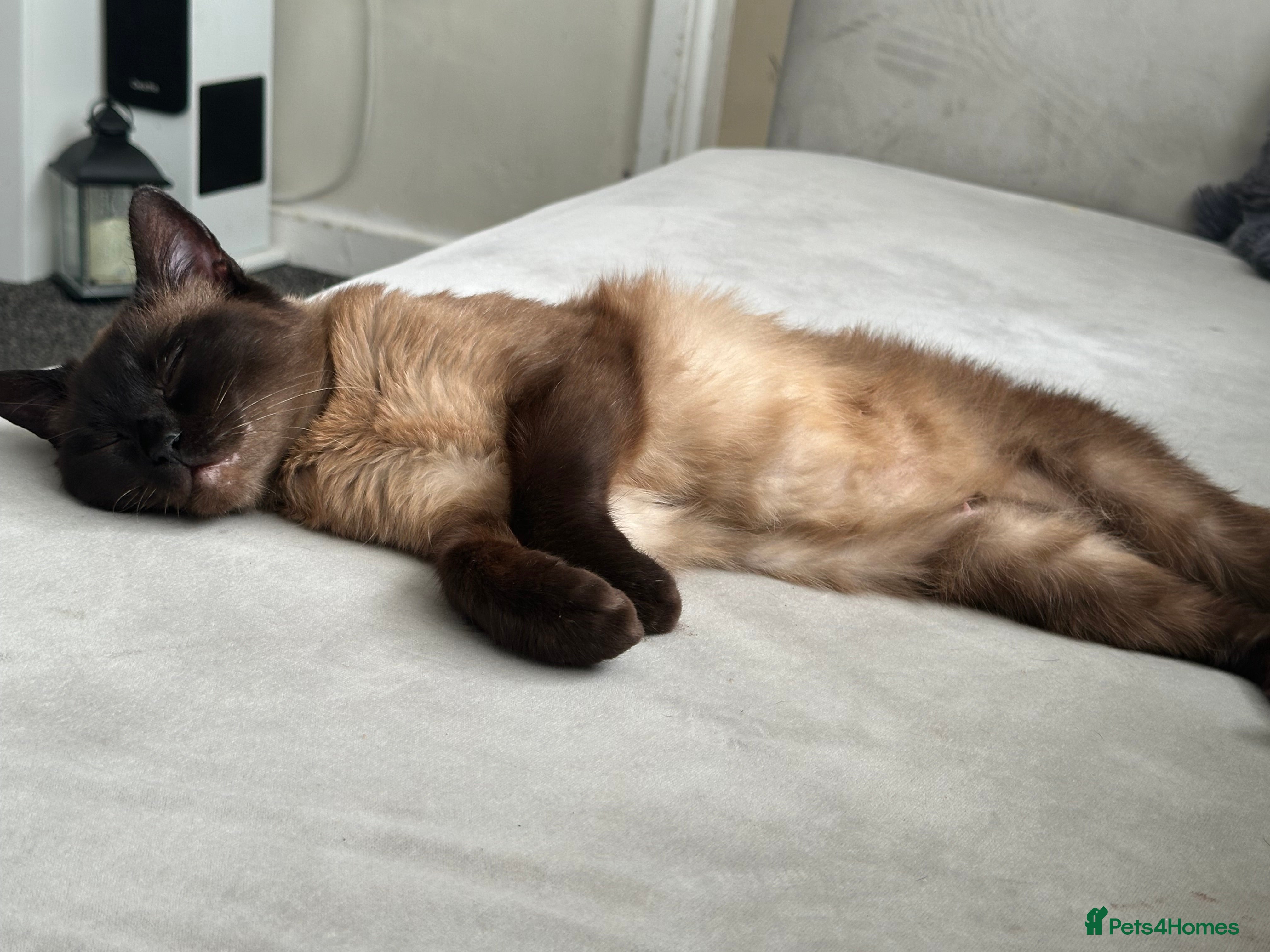 Siamese cats Spidey - Advert 1