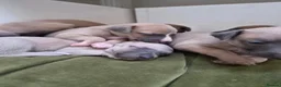 Whippet dogs for sale: Fawn Whippet puppys - Advert 13