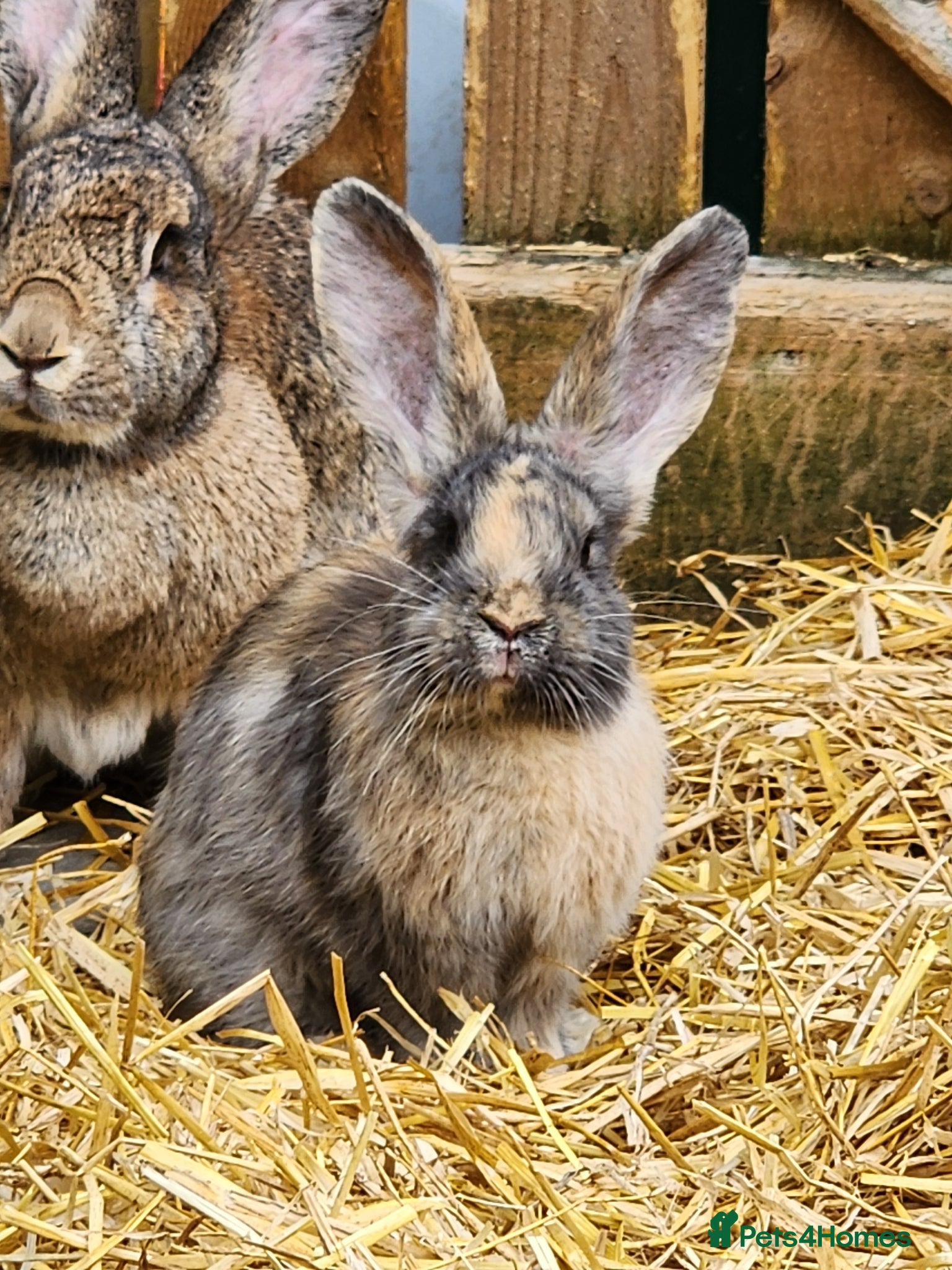 Continental Giant rabbits Continental Giant Babies - Advert 1