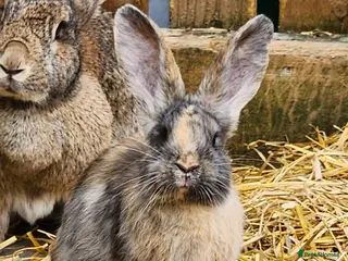 Continental Giant rabbits Continental Giant Babies - Advert 1