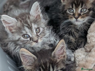Maine Coon cats Beautiful Pedigree Maine Coon Kittens - Advert 4