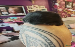 Lionhead rabbits for sale: 4 baby Lionhead rabbits - Advert 36