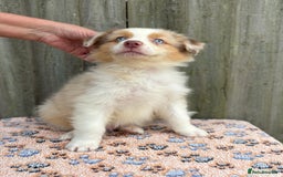Australian Shepherd dogs for sale: Beautiful pedigree Australian Shepherd puppies - Image 7