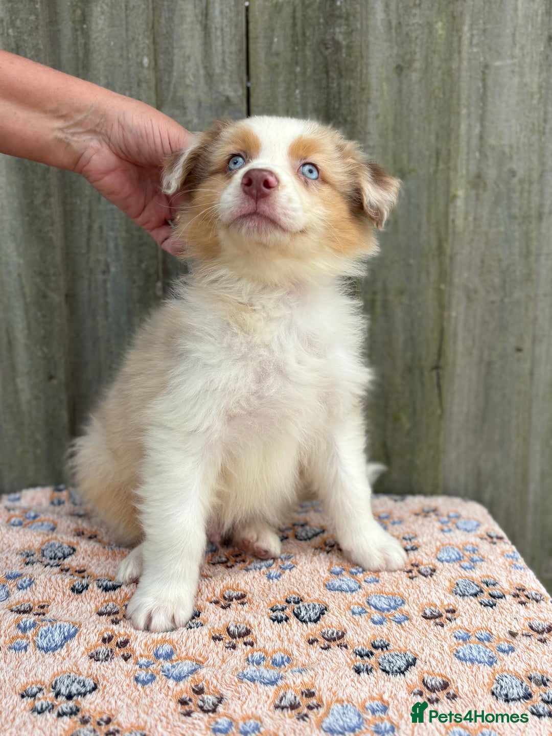 Australian Shepherd dogs for sale: Beautiful pedigree Australian Shepherd puppies - Image 7