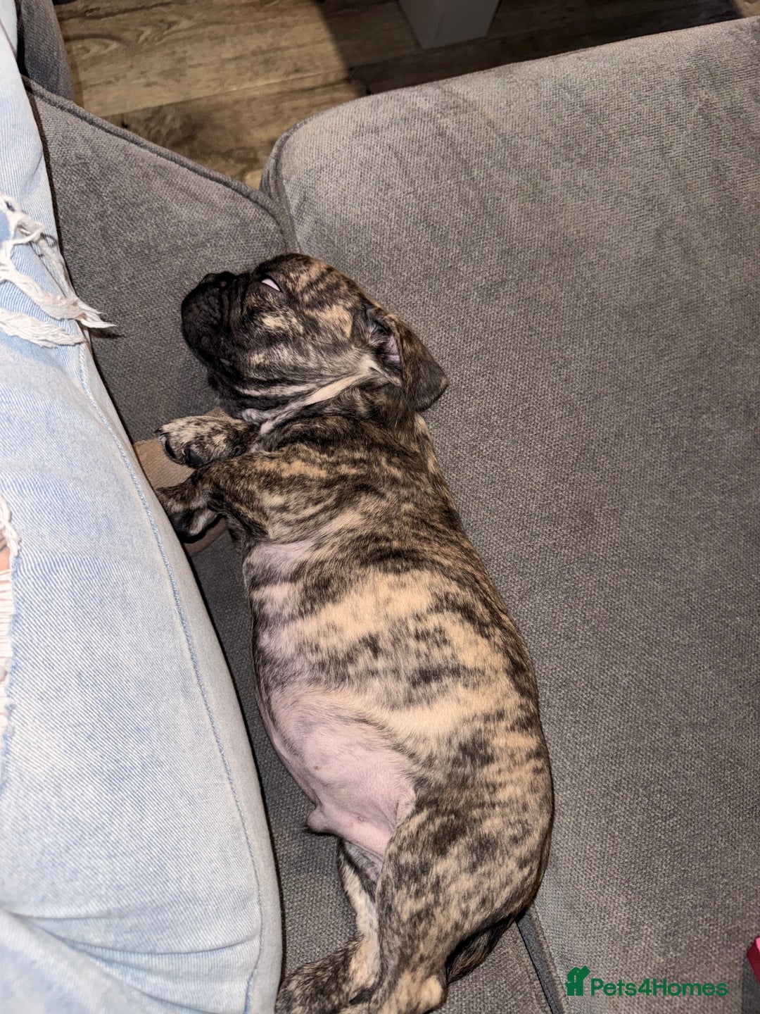 Frug dogs for sale: Male  - Advert 4