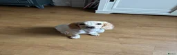 Cocker Spaniel dogs for sale: Working Lemon Roan Cocker spaniel  in Torquay - Advert 3