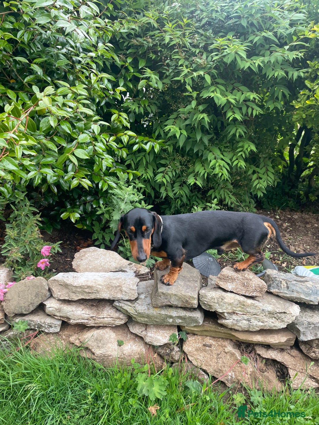Miniature Dachshund dogs for stud: Black and Tan Dachshund for Stud  - Image 5