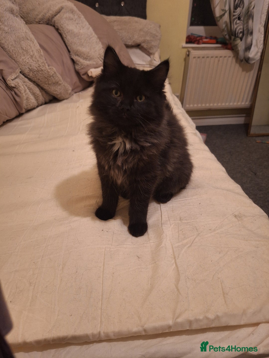 Ragdoll cats for sale: 2 bonded pair of boys  - Advert 1