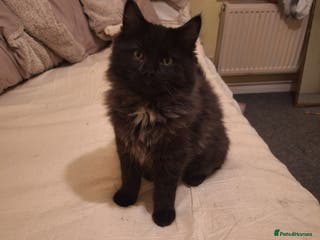 Ragdoll cats 2 bonded pair of boys - Advert 2