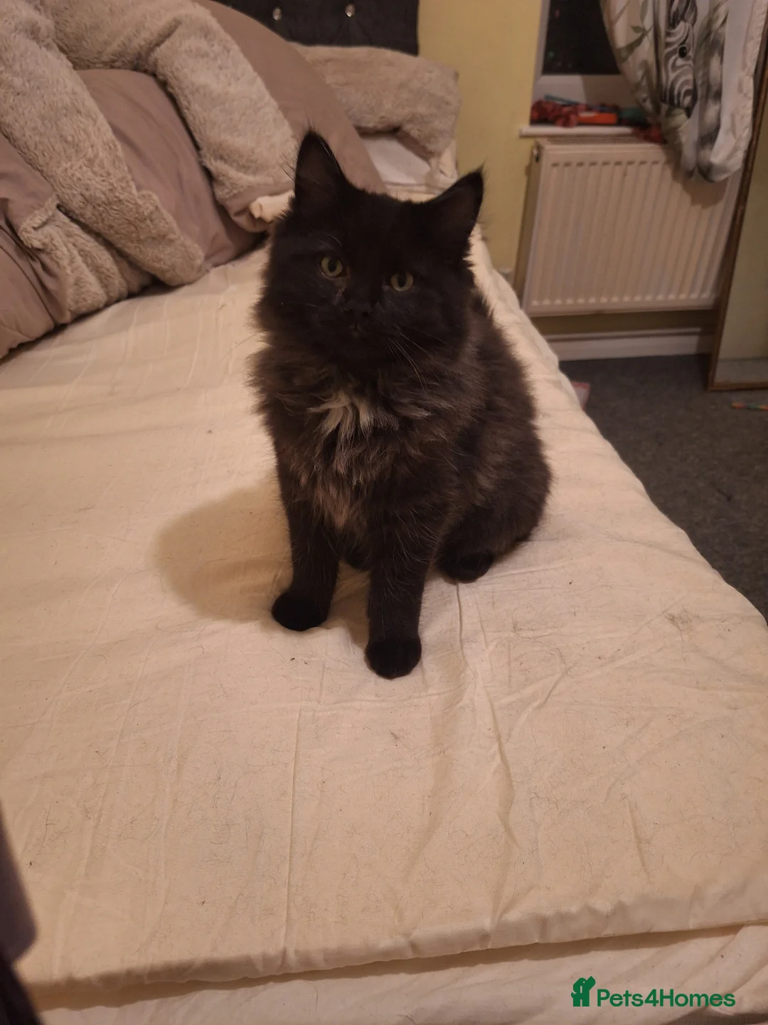 Ragdoll cats for sale: 2 bonded pair of boys  - Advert 1