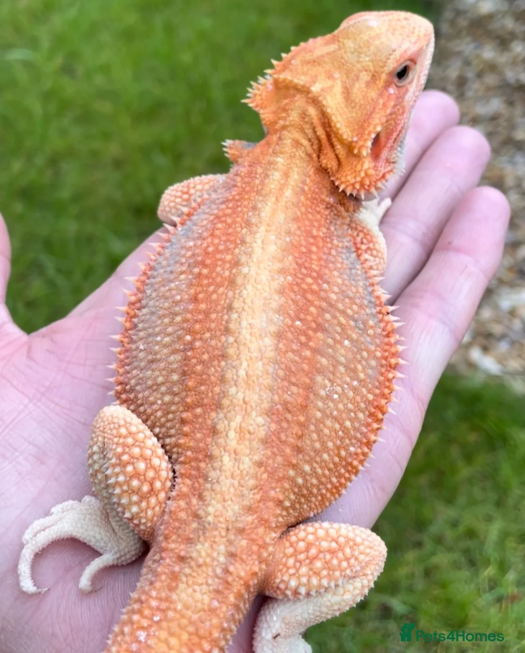 Bearded Dragon reptiles for sale: Red Monster Genetic Stripe Zero Hypo Trans License - Advert 13