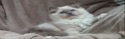 Ragdoll cats for sale: GCCF ACTIVE & PET KITTENS IMP CHAMPION BLOODLINES - Advert 16