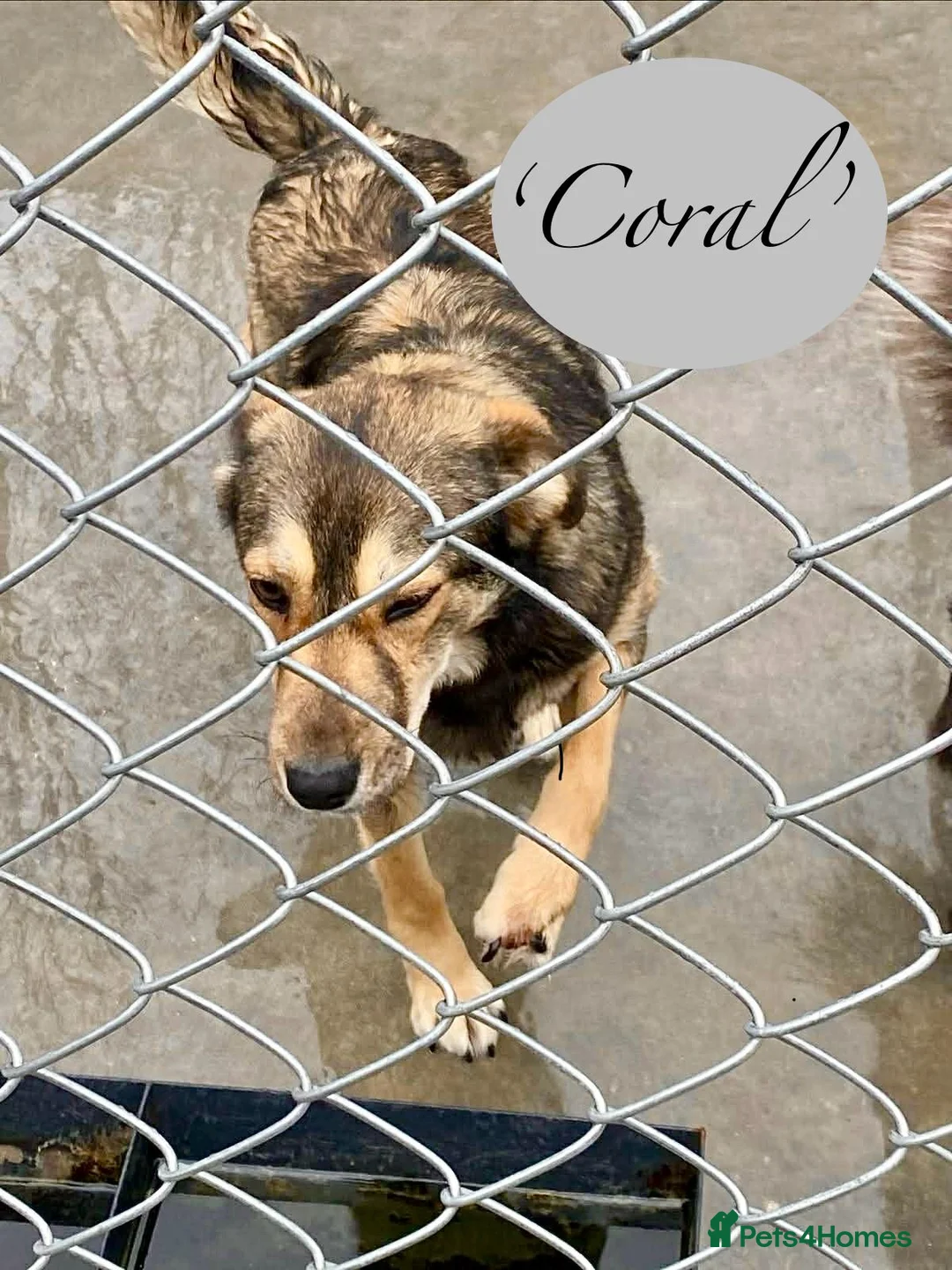 Mixed Breed dogs for adoption: Coral, 2 yrs approx. Available for adorion in Brixham - Advert 2