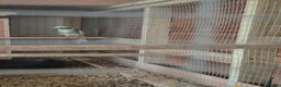 Parakeets birds for sale: 2 pairs of kakarikis and 1 pair of black rosellas - Advert 11