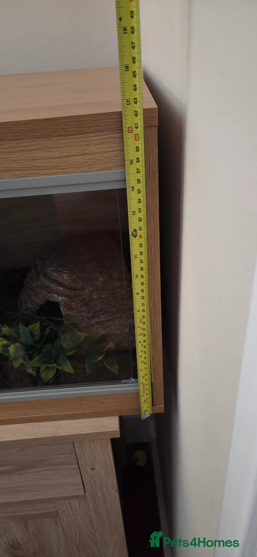 Python Snake reptiles for sale: Banana royal python  - Advert 22