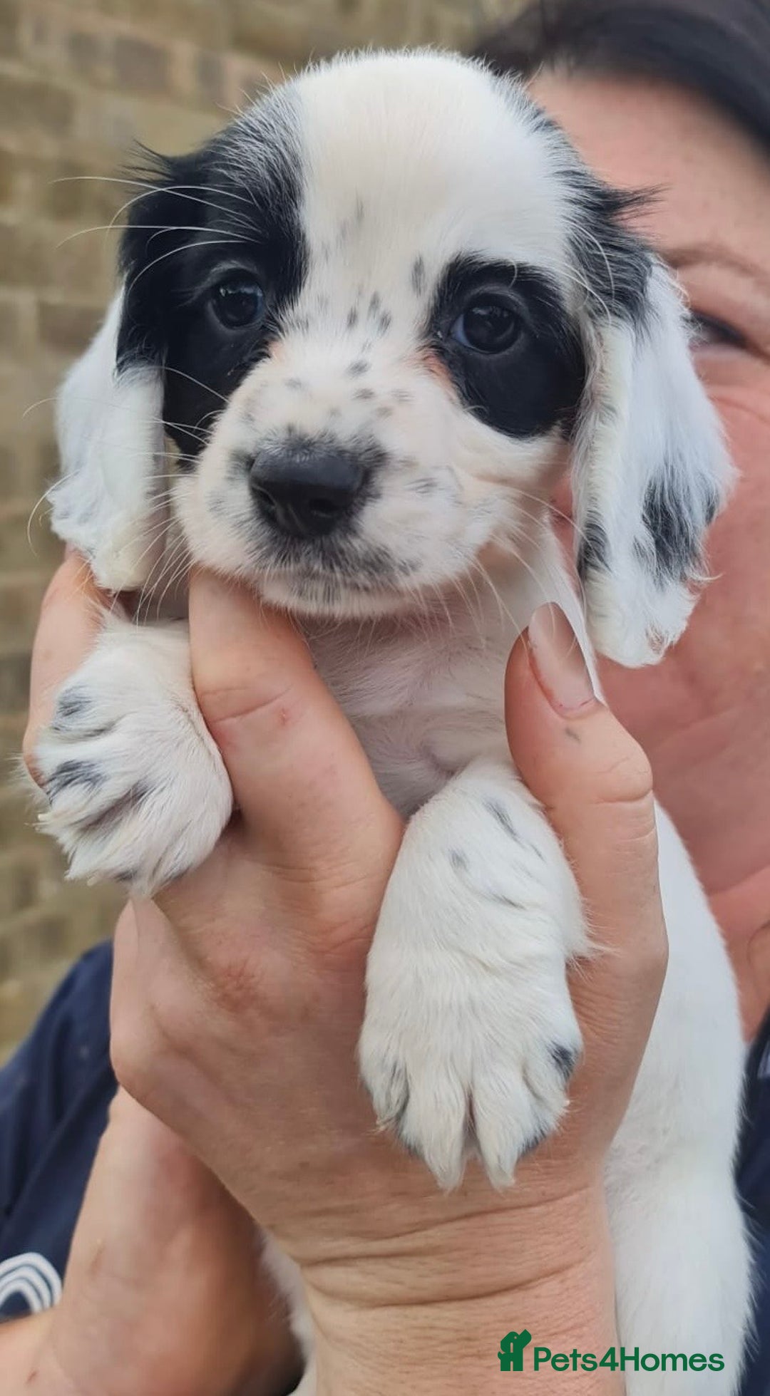 Cocker Spaniel dogs for sale: Gorgeous Cocker Pups - Image 11