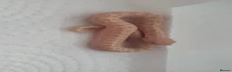 Snake reptiles for sale: Baby Western hognoses CB 25 & 26 ready to go  - Advert 13
