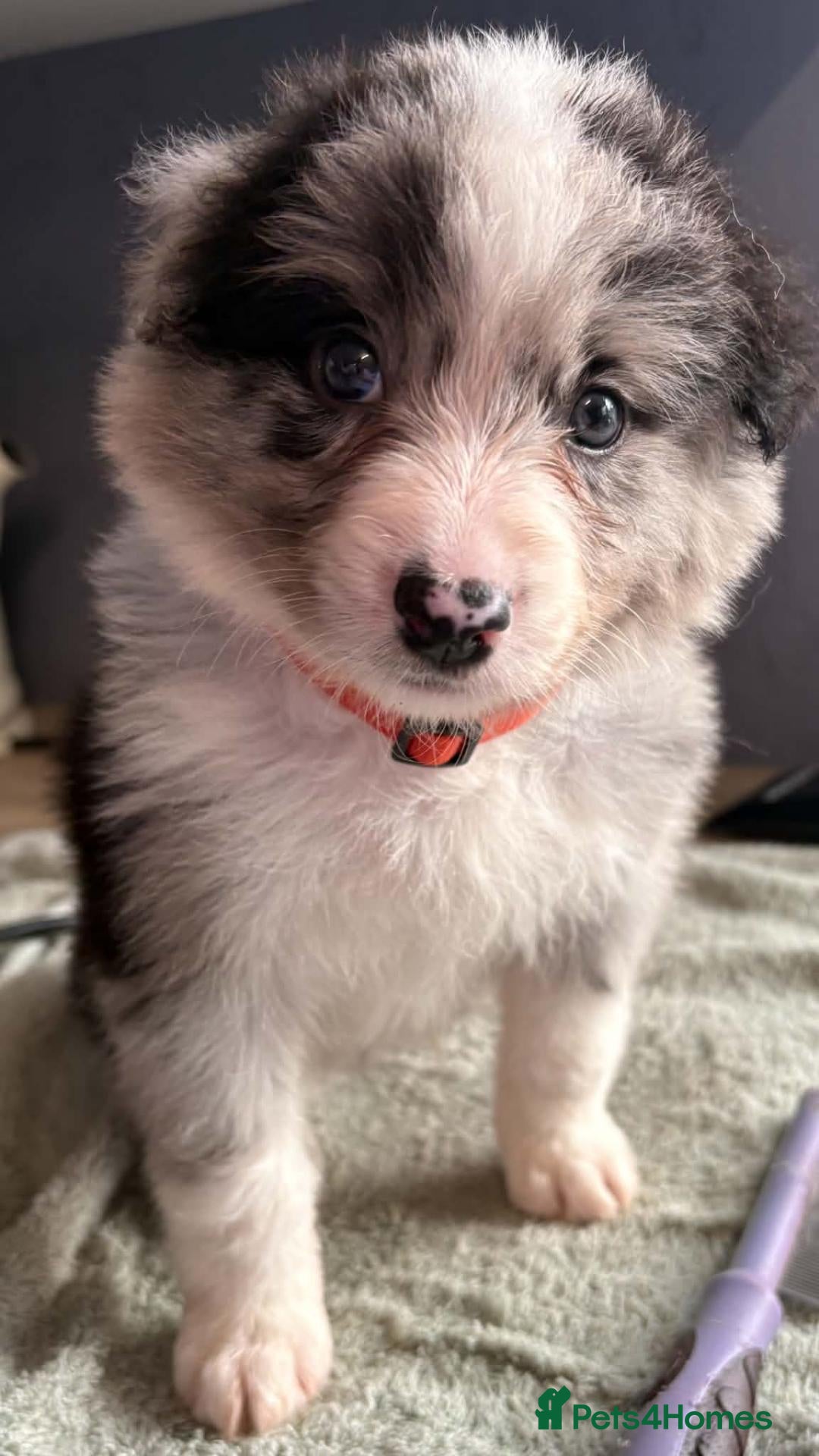 Border Collie dogs Stunning Border Collie puppies - Advert 1