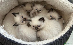 Ragdoll cats for sale: GCCF Registered seal point kittens - Image 1