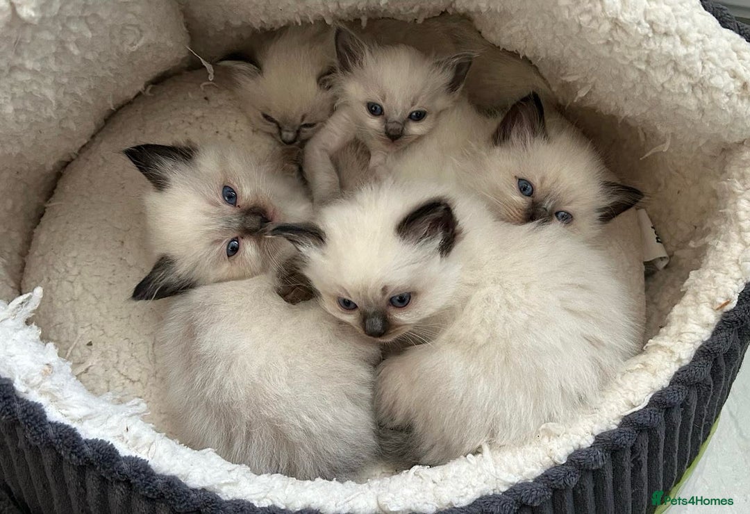Ragdoll cats for sale: GCCF Registered seal point kittens - Image 1