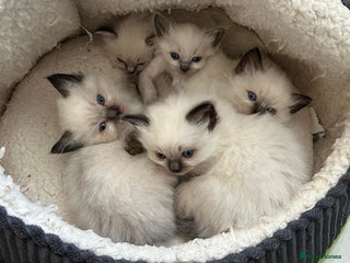 Ragdoll cats - Advert 1