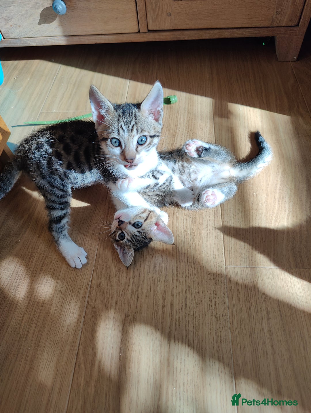 Mixed Breed cats for sale: Bengal mix kittens - Image 9