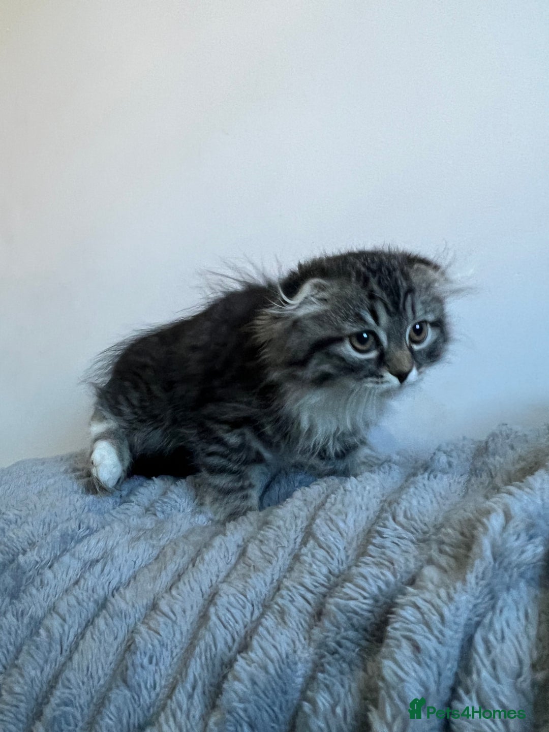 Scottish Fold cats for sale: Long hair Scottish fold kittens - Advert 10