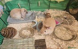 Mixed Breed rabbits for sale: Two cute male bunny rabbits in Chesham - Image 2