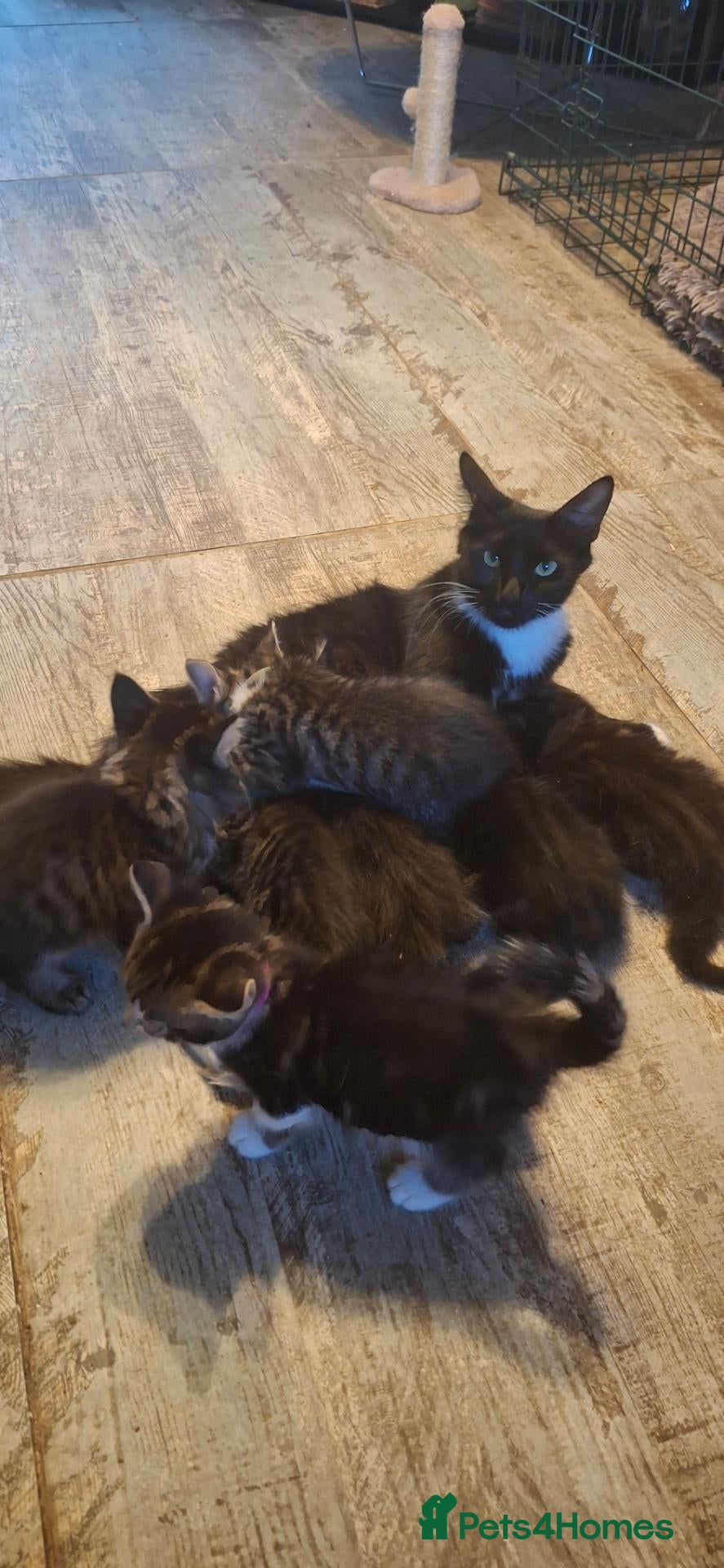 Mixed Breed cats Beautiful kittens for sale  - Advert 3