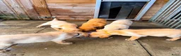 Labrador Retriever dogs for sale: KC Registered Labrador pups  - Advert 13