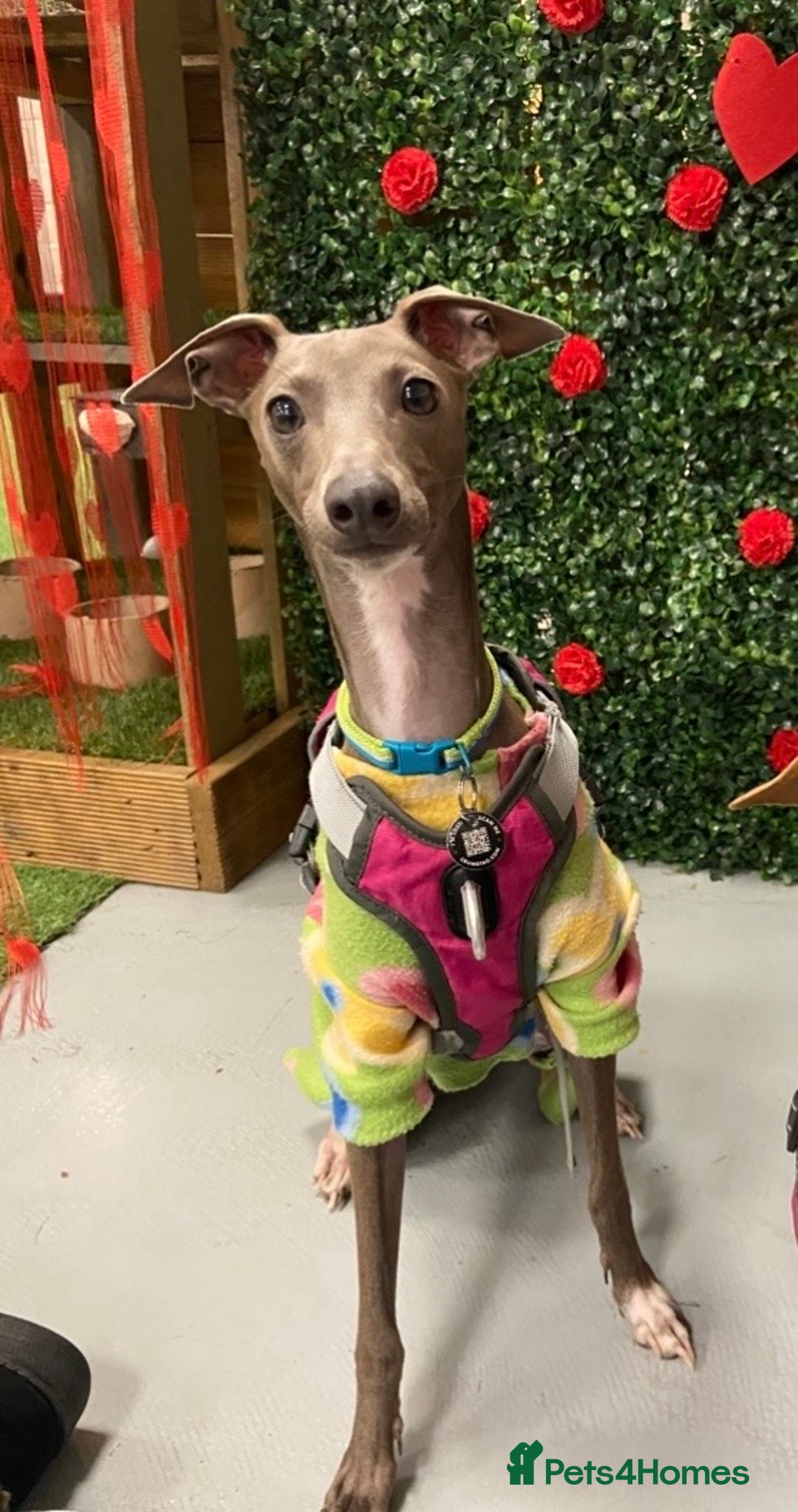 Italian Greyhound dogs for stud: Italian greyhound for stud -unproven  - Advert 3