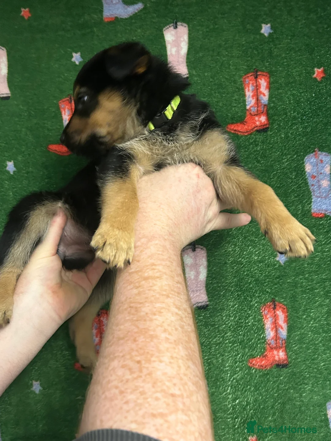 Mixed Breed dogs for sale: Swiss Shepherd Rottweiler mix - Advert 17