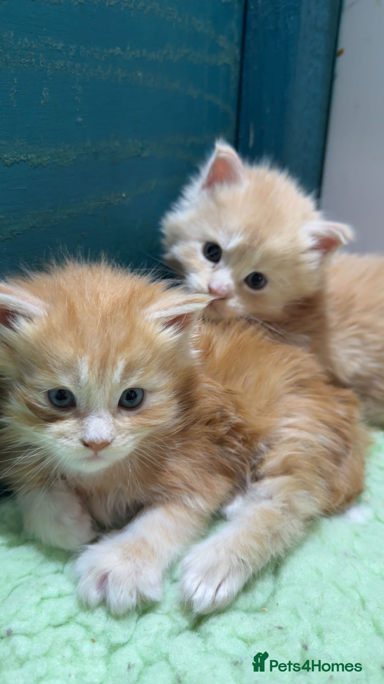 Maine Coon cats Big chunky Russian bloodline kittens - Advert 16