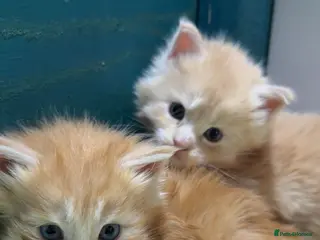 Maine Coon cats Big chunky Russian bloodline kittens - Advert 16