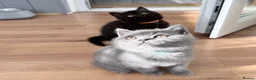 British Shorthair cats for sale: GCCF reg British Shorthair kittens ready to go now - Advert 11