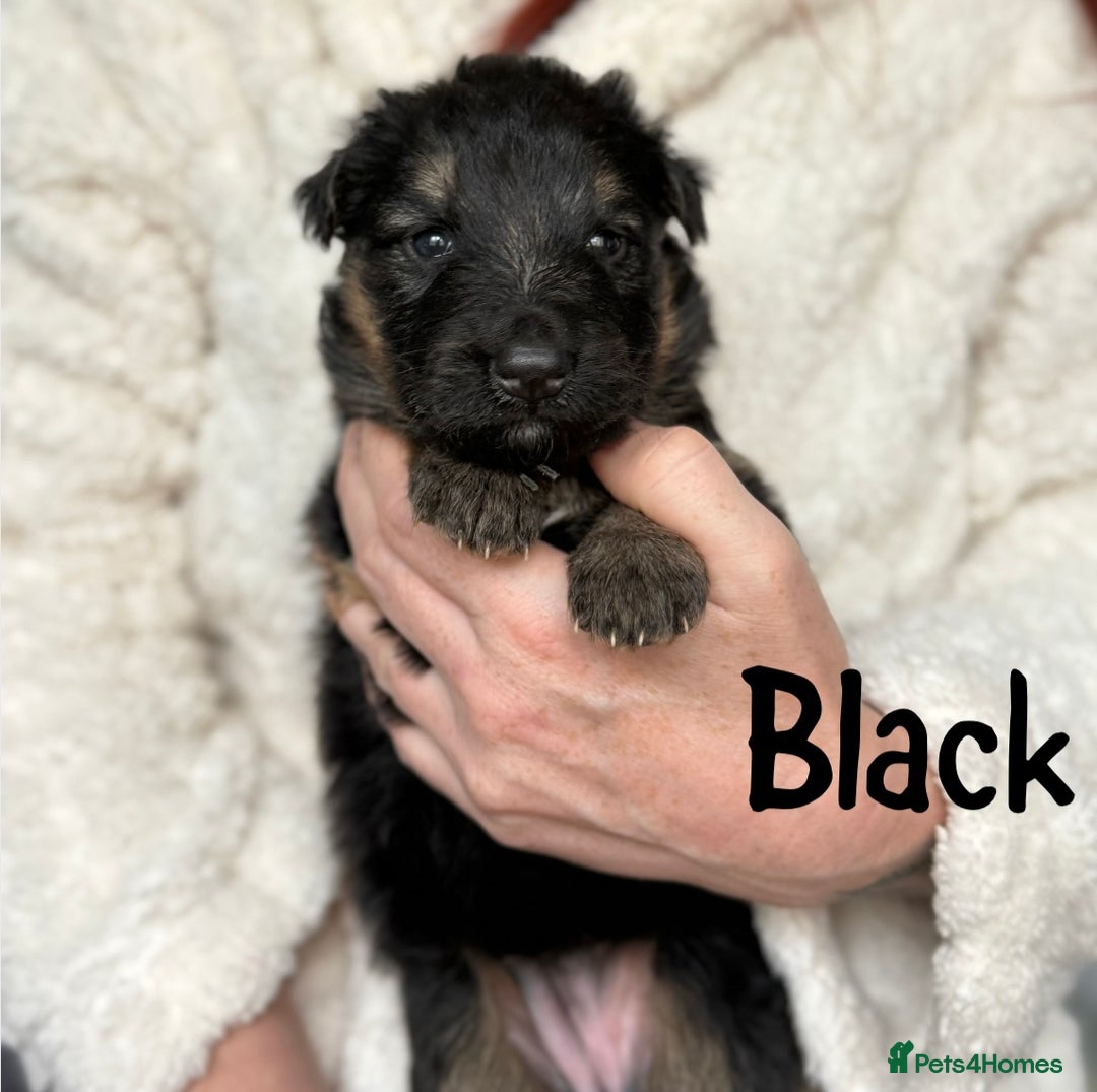 German Shepherd dogs for sale: Beautiful German Shepherd puppies  - Advert 5