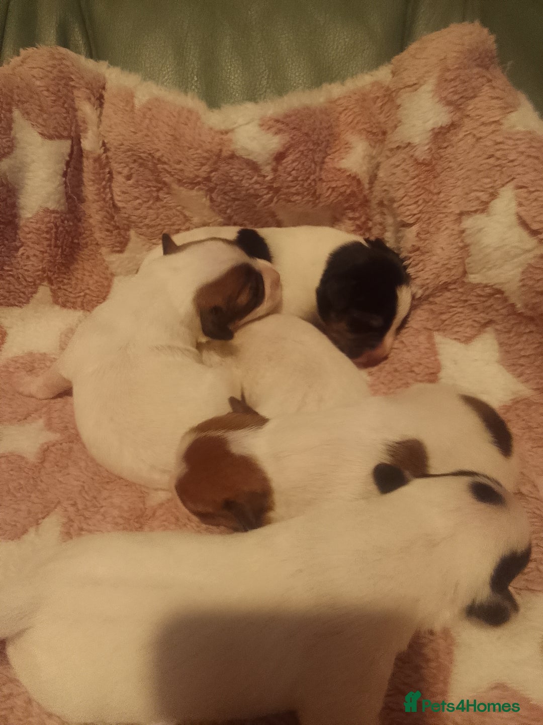 Jack Russell dogs for sale: Jack Russell 5 boy's - Advert 6