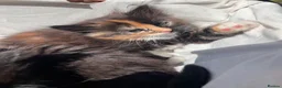 Mixed Breed cats for sale: 4 gorgeous fluffy rag doll mixed kittens - Advert 29