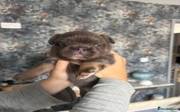 French Bulldog dogs for sale: Fluffy French bulldog  - Image 8