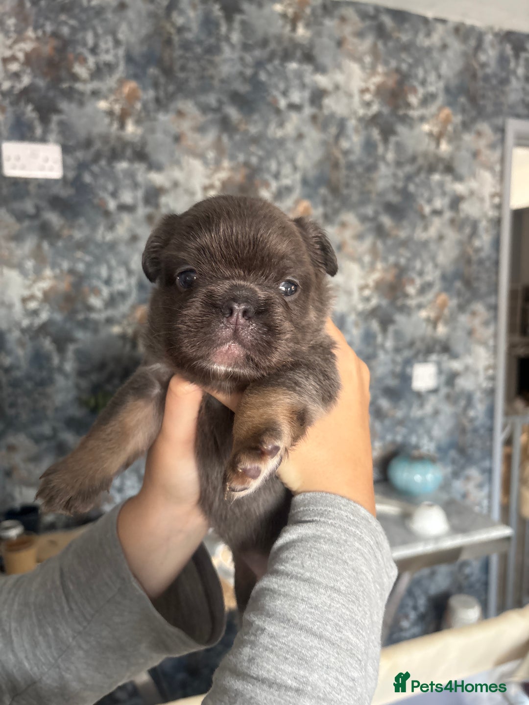 French Bulldog dogs for sale: Fluffy French bulldog  - Image 8