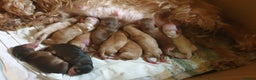 Cocker Spaniel dogs for stud: Stunning Sable, Show Cocker Stud,  Health Tested. in Market Drayton - Advert 22