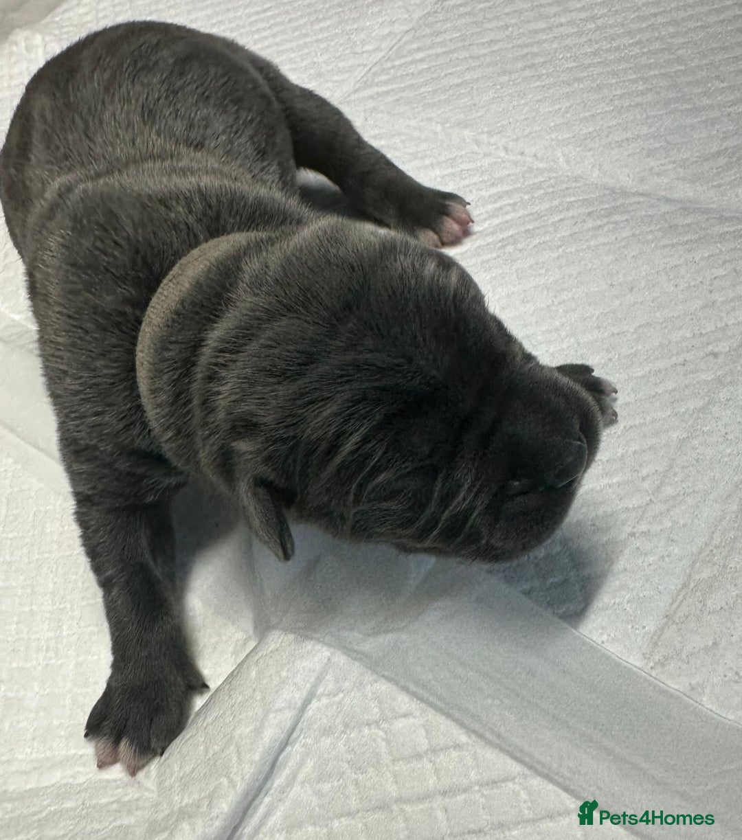 Cane Corso dogs for sale: Lupo D’Italia Kennels - Image 19