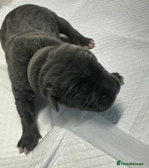 Cane Corso Puppy 9- Female - Athena (Nicknamed)