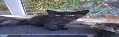 Motorbike Ghost tabby male 2